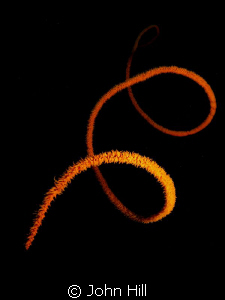 Classic Whip Coral shot with fast shutter speed.  Swam pa... by John Hill 